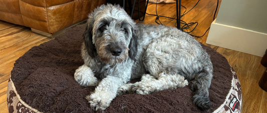 The Impact of Natural Dog Treats on Your Dog’s Health, Well-being, and Happiness